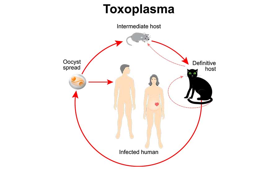 Lifecycle Illustration of Toxoplasma gondii. Image credit: ttsz/iStock/Getty Images Plus via Getty Images