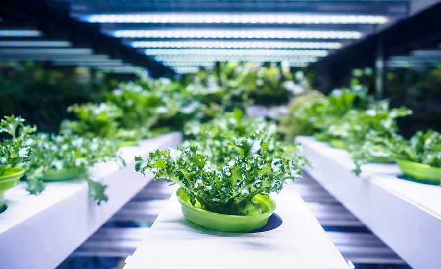 Is Indoor Garden Safe: Uncover the Truth Today