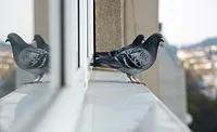 Pigeons are one of the most common pest birds at food processing facilities. Pigeons are one of the most common pest birds at food processing facilities.