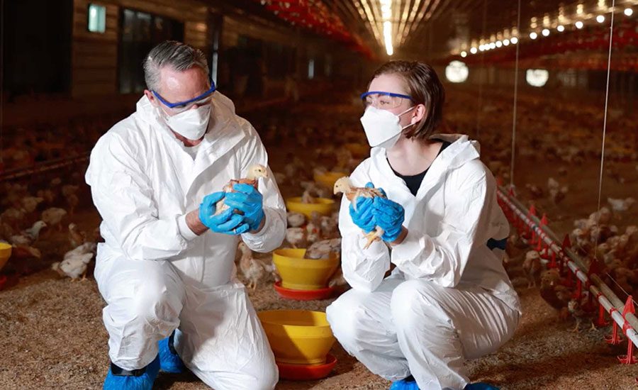 people holding baby chicks people holding baby chicks