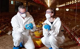 people holding baby chicks
