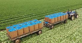 supplier of fresh cut produce