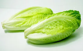 lettuce