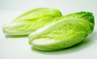 lettuce