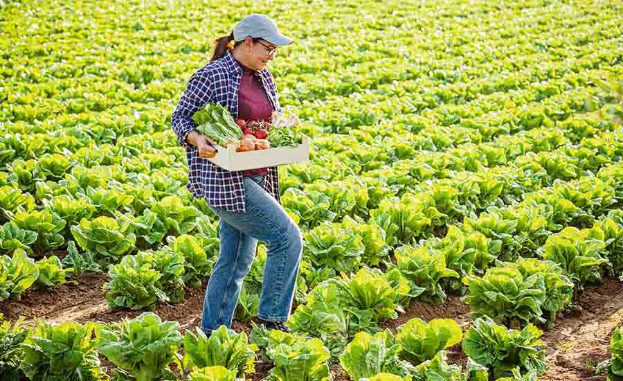 farmer walking through field of lettuce