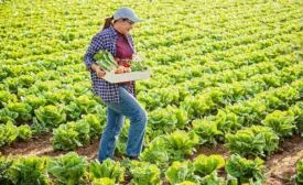 farmer walking through field of lettuce