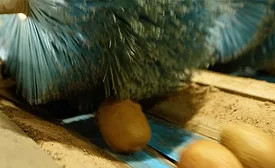 oil palm fruits passing on conveyor belt