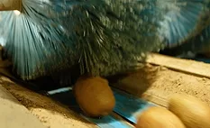 oil palm fruits passing on conveyor belt