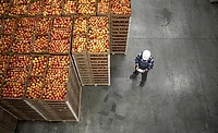  a worker in a warehouse or facility, surrounded by stacked crates filled with apples