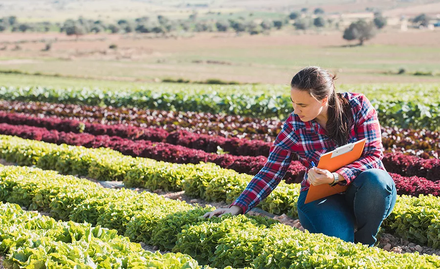 a person inspecting lettuce plants in a field