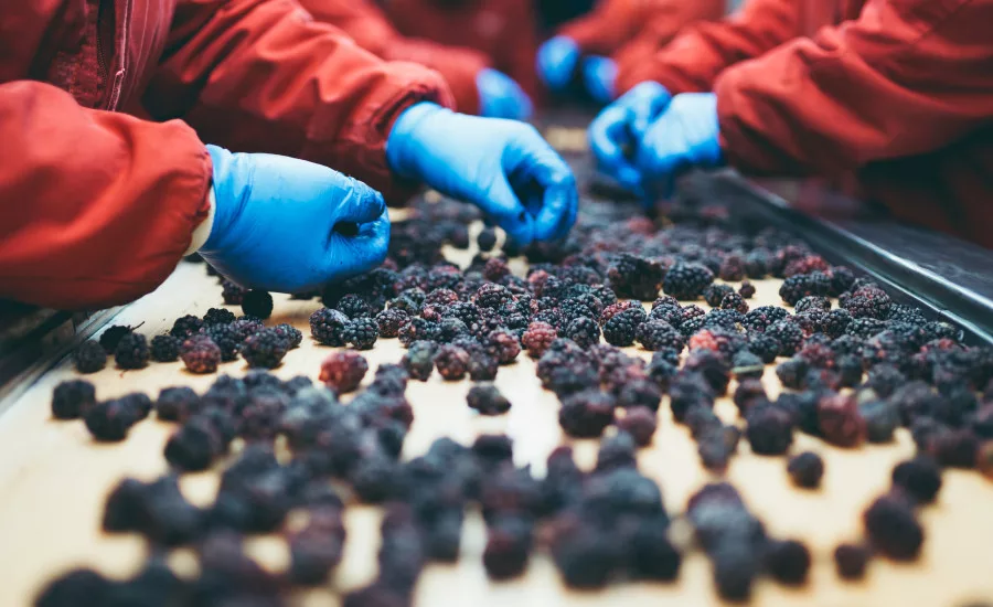 Sorting Fruit