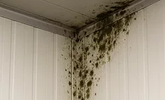 mold
