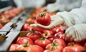 man picking tomatoes