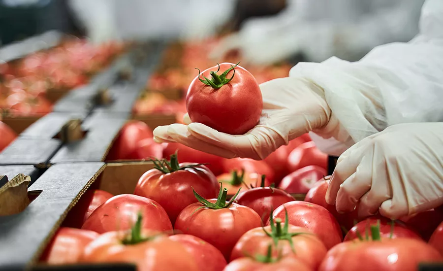 man picking tomatoes