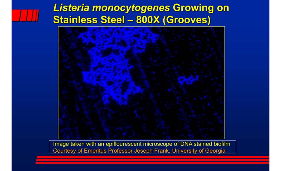 Listeria monocytogenes