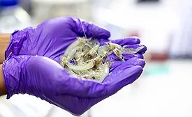 a person wearing purple gloves holding a handful of live shrimp