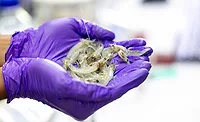 a person wearing purple gloves holding a handful of live shrimp