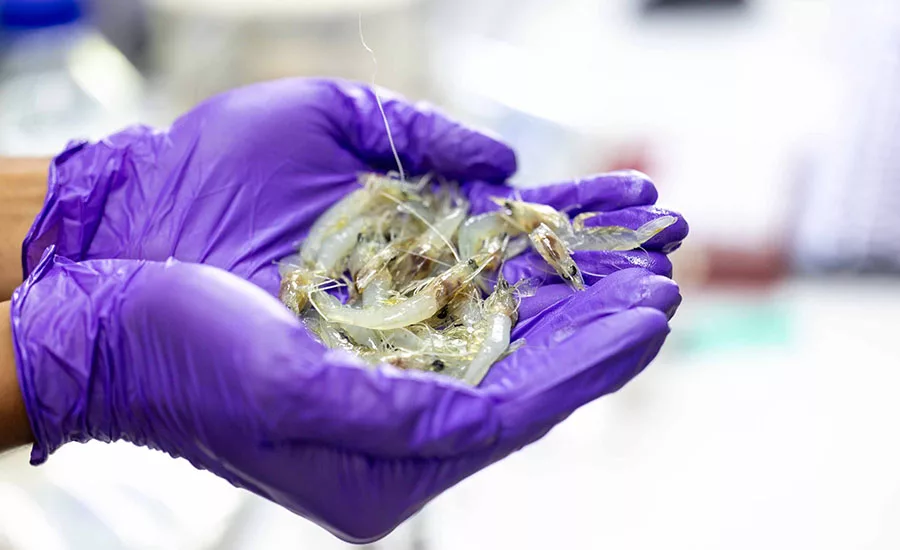 a person wearing purple gloves holding a handful of live shrimp