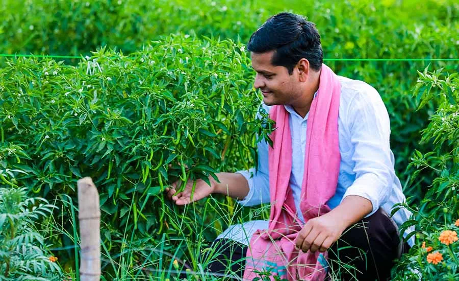 a person harvesting or inspecting green chili peppers, possibly a type of bird's eye chili or Thai chili. a person harvesting or inspecting green chili peppers, possibly a type of bird's eye chili or Thai chili.