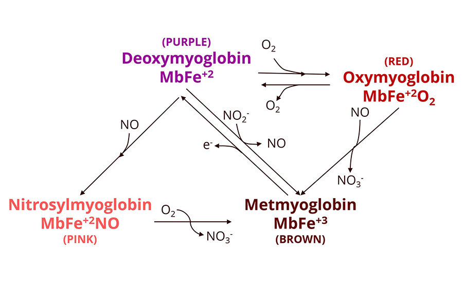 Pathways of myoglobin transformation and color development in meat