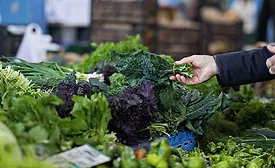 a close-up of a broccoli plant