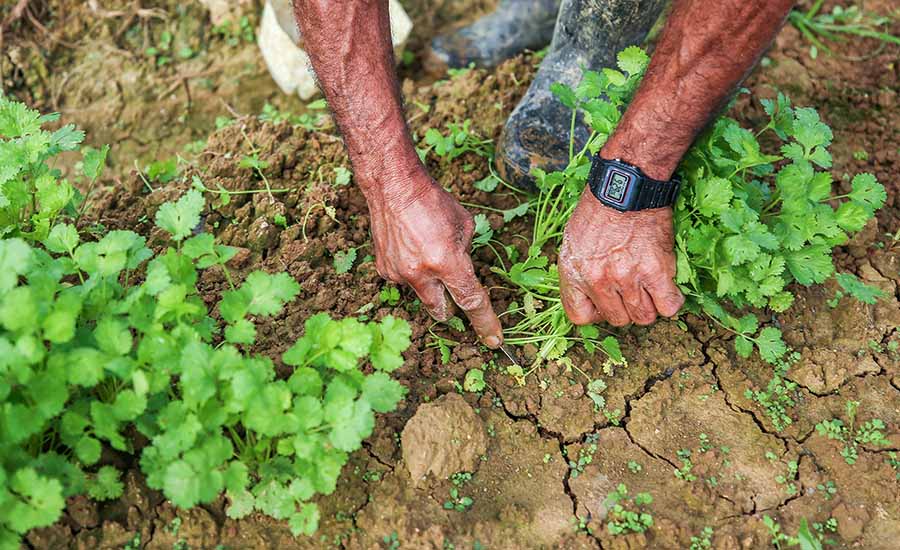 hand-harvested cilantro