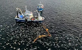 This image captures a chaotic scene of Atlantic fishing vessels netting fish in northern Norway, surrounded by thousands of seagulls feasting on the catch. 