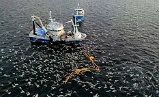 This image captures a chaotic scene of Atlantic fishing vessels netting fish in northern Norway, surrounded by thousands of seagulls feasting on the catch. 