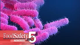 an illustration of Shigella bacteria