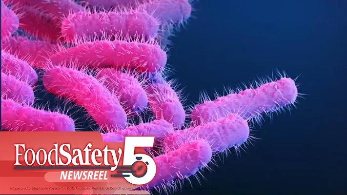 an illustration of Shigella bacteria