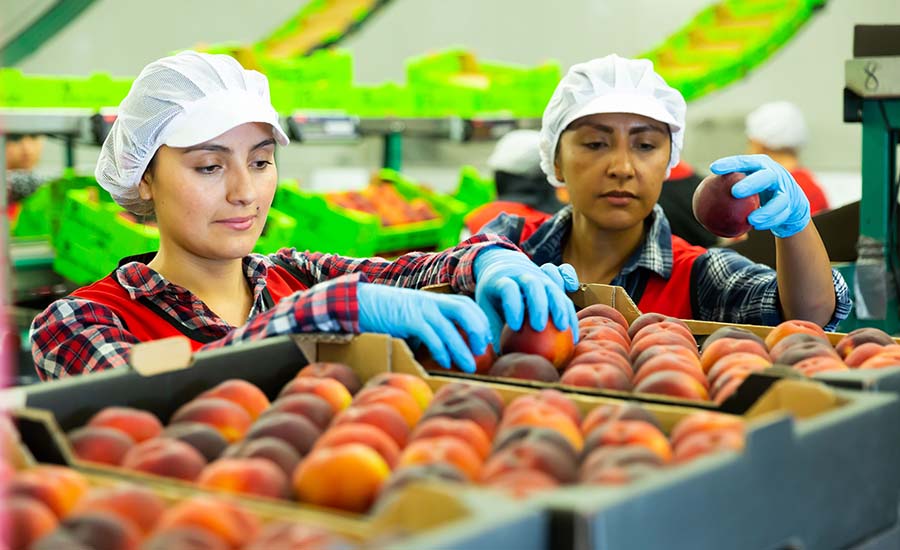 workers sorting and inspecting fresh peaches on an industrial packing line
