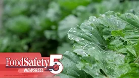 a close-up of a vibrant green, ruffled leafy vegetable