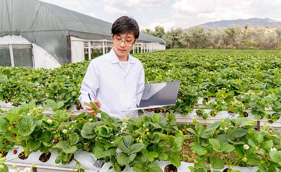 an agricultural scientist inspecting strawberry plants with a digital tablet in a modern greenhouse