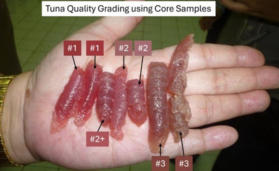 tuna quality grading using core samples