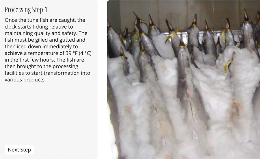Processing step 1 for freshly caught tuna requires rapid gilling, gutting, and immediate icing down to reach 39 °F (4 °C) within the first few hours