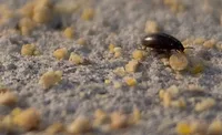 Darkling Beetle Darkling Beetle