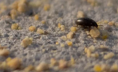 Darkling Beetle