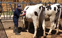 a veterinarian performing a check on a dairy cow