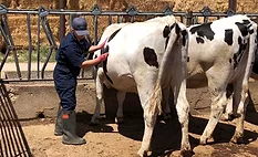 a veterinarian performing a check on a dairy cow