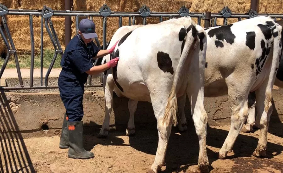 a veterinarian performing a check on a dairy cow
