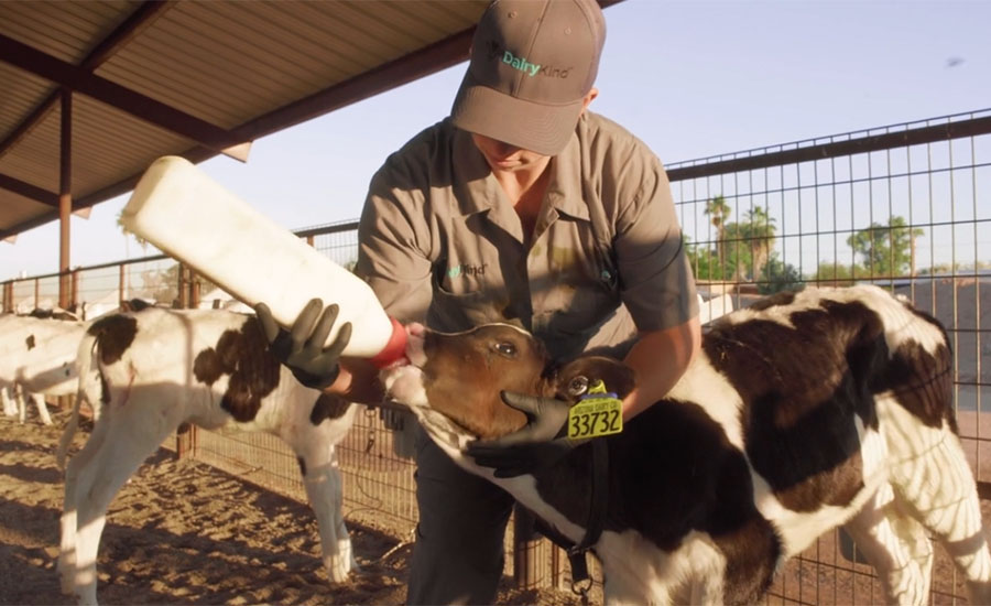 a person bottle-feeding a young dairy calf