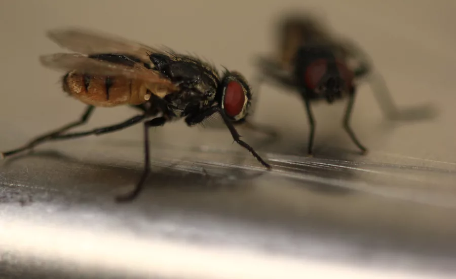 fly 
