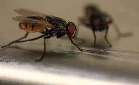 fly 