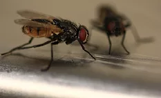 fly 