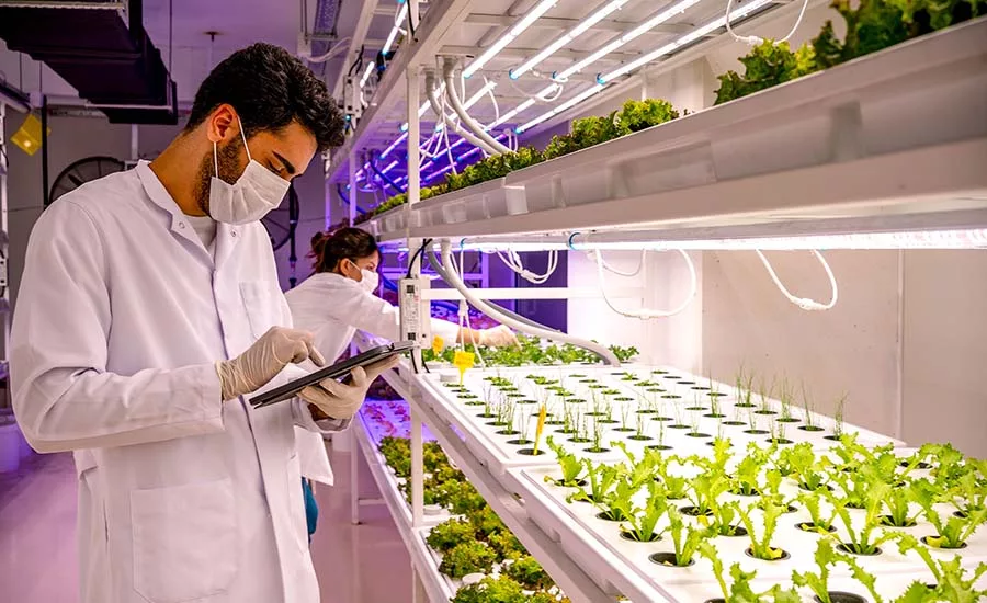 This image depicts a high-tech vertical farming facility where leafy greens like lettuce are grown indoors using hydroponic systems and artificial LED lighting.