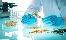 GMO research on cereal grains in a laboratory