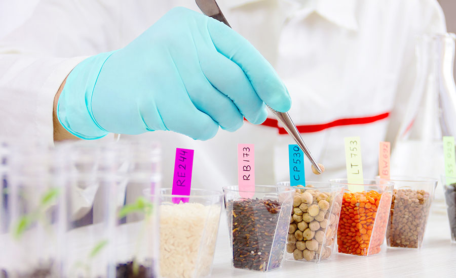 a laboratory technician in light blue protective gloves examining and sorting food, seed, or grain samples in small labeled containers