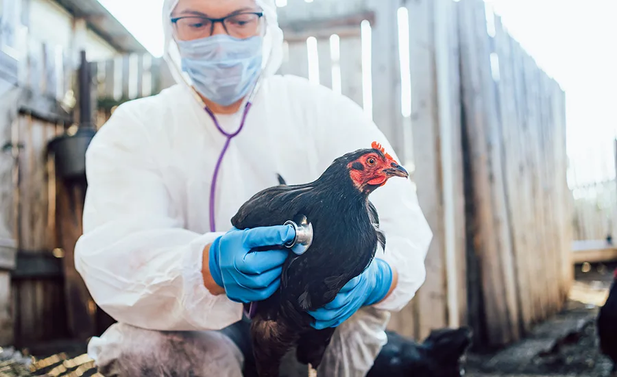a person wearing a white protective suit, a face mask, safety glasses, and blue gloves, using a stethoscope to examine a black chicken a person wearing a white protective suit, a face mask, safety glasses, and blue gloves, using a stethoscope to examine a black chicken