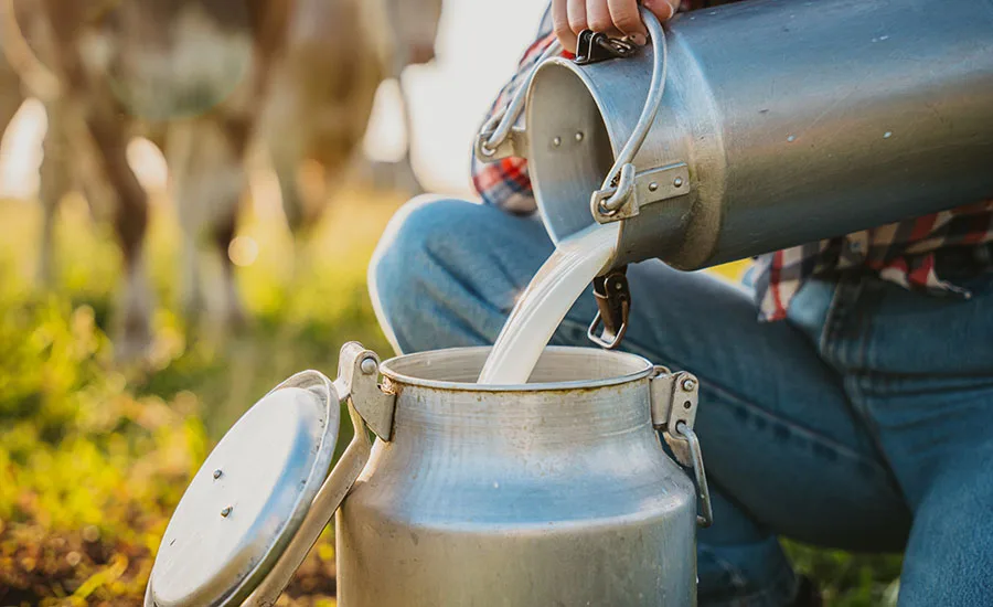 Farmer pouring raw milk into a container