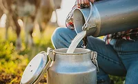 Farmer pouring raw milk into a container Farmer pouring raw milk into a container
